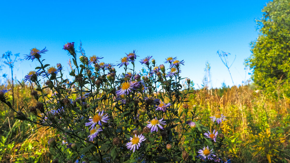 ***** - юрий поляков