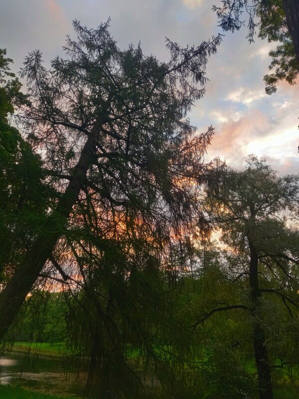 Рассвет - Сапсан 