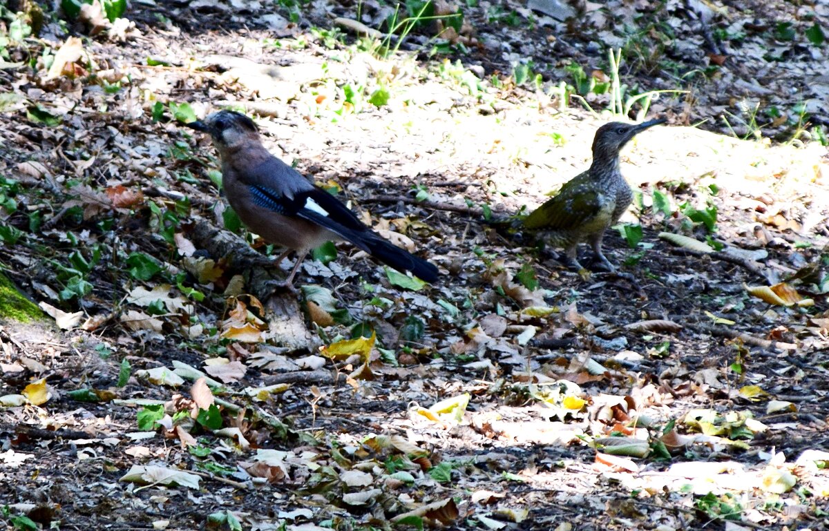 Сойка и зеленый дятел - Павленко Михаил 