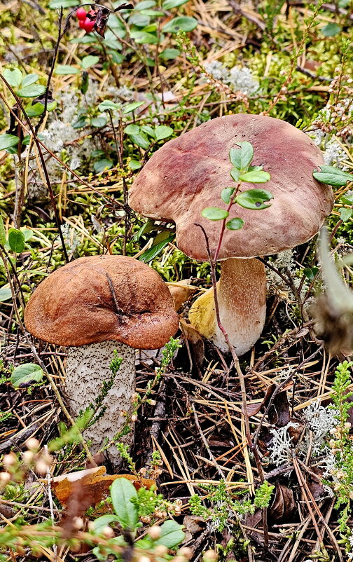 Вытегра. Лес. Грибы. Ягоды. - Михаил Свиденцов