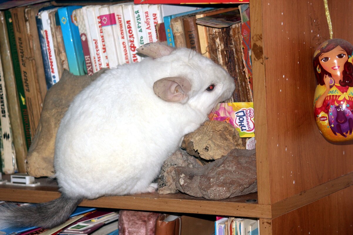 Белка - Сергей Кочнев