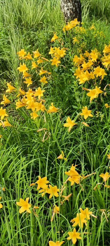 летом - Галина R...