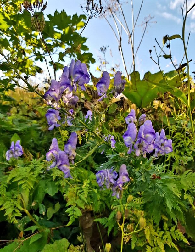 ЗАПАДНЫЙ КАВКАЗ. Пшехский водопад - Tata Wolf