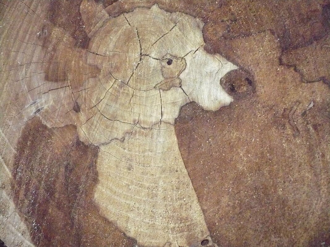 ПАМЯТЬ О ЖИЗНИ  (срез дерева) - Валерий Кокорев