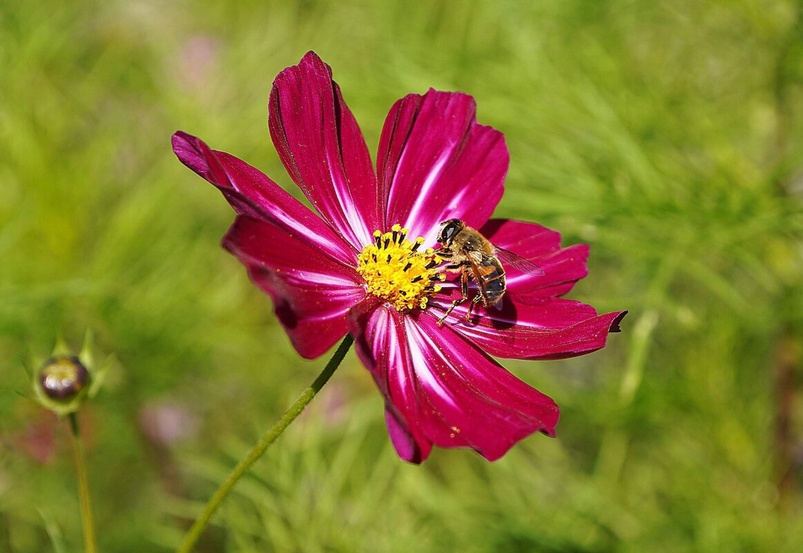 Космея - Татьяна Тюменка