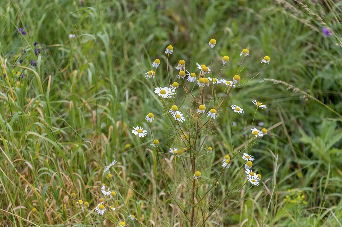 Полевые - Валерий Иванович