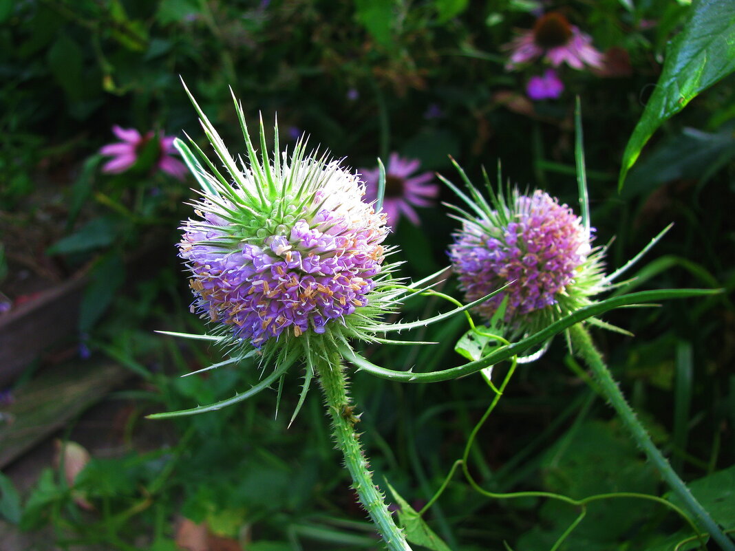 Ворсянка цветёт - Людмила Смородинская