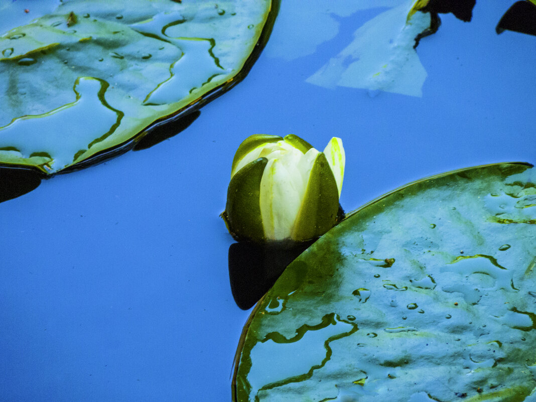 Бутон белой лилии - Валентин Семчишин