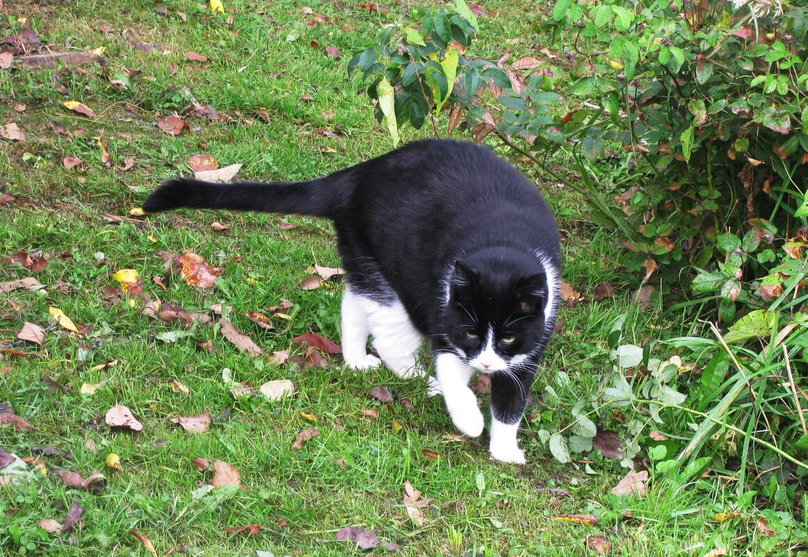 Гуляет по саду - Людмила Смородинская