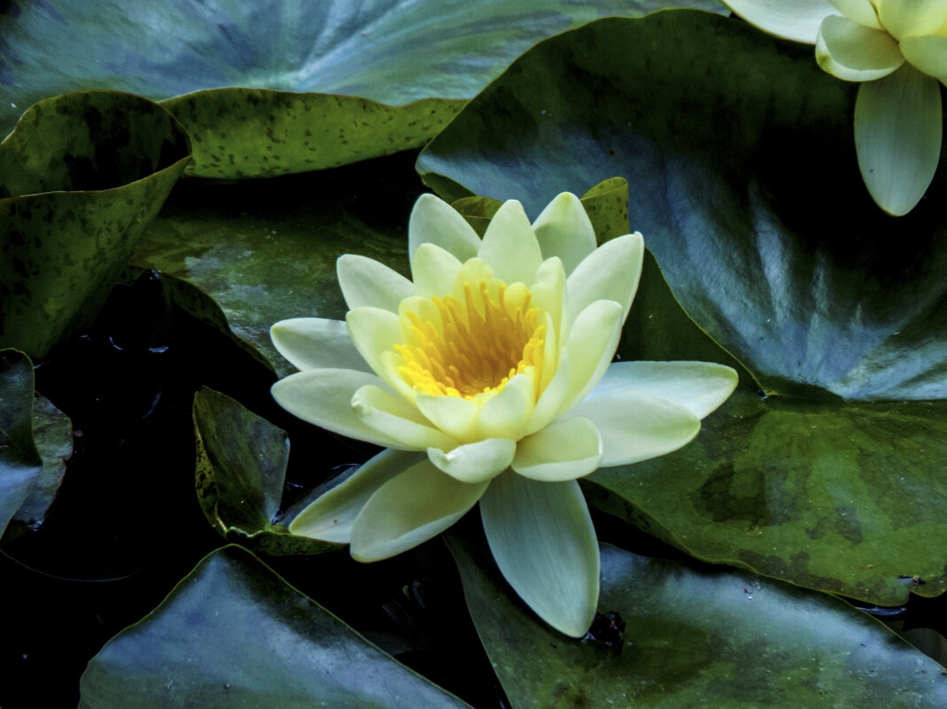 Белая лилия - Валентин Семчишин Белая лилия - Валентин Семчишин