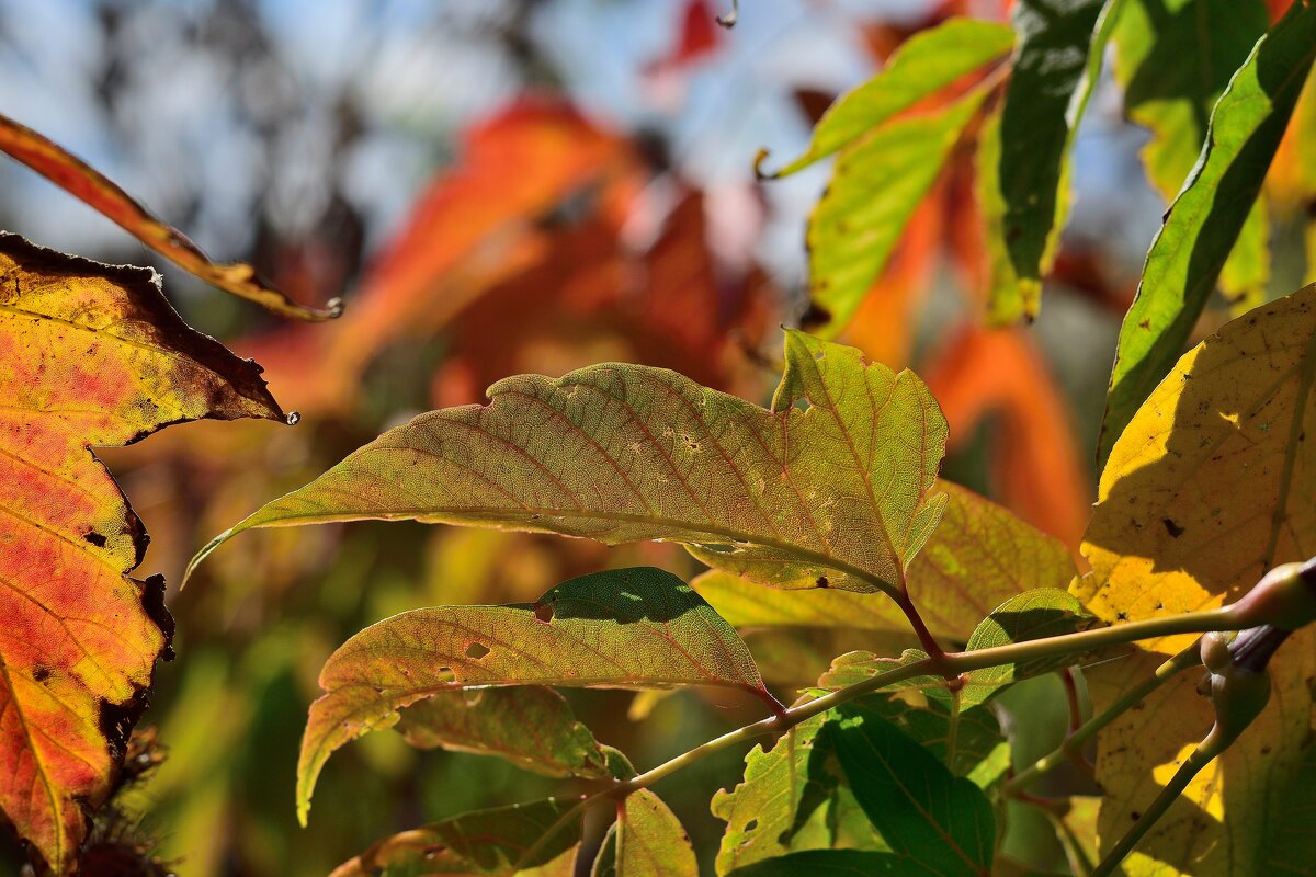 Осенний этюд. - Владимир Мигонькин