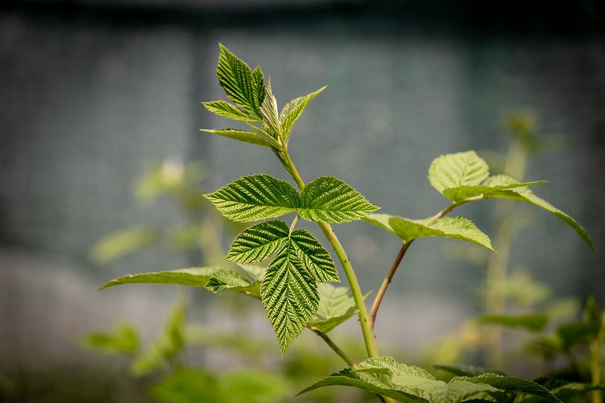 Малина - Игорь Сикорский