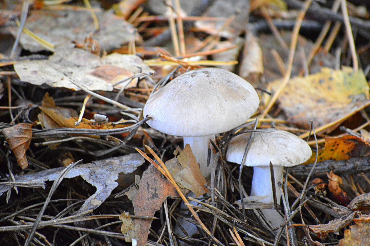 Рядовка (говорушка дымчатая) - Татьяна Лютаева