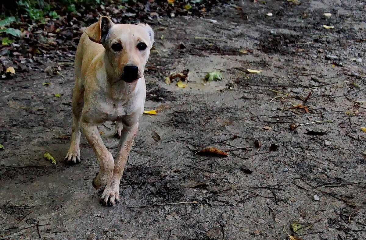 Про разных собачек... - Николай Саржанов Про разных собачек... - Николай Саржанов