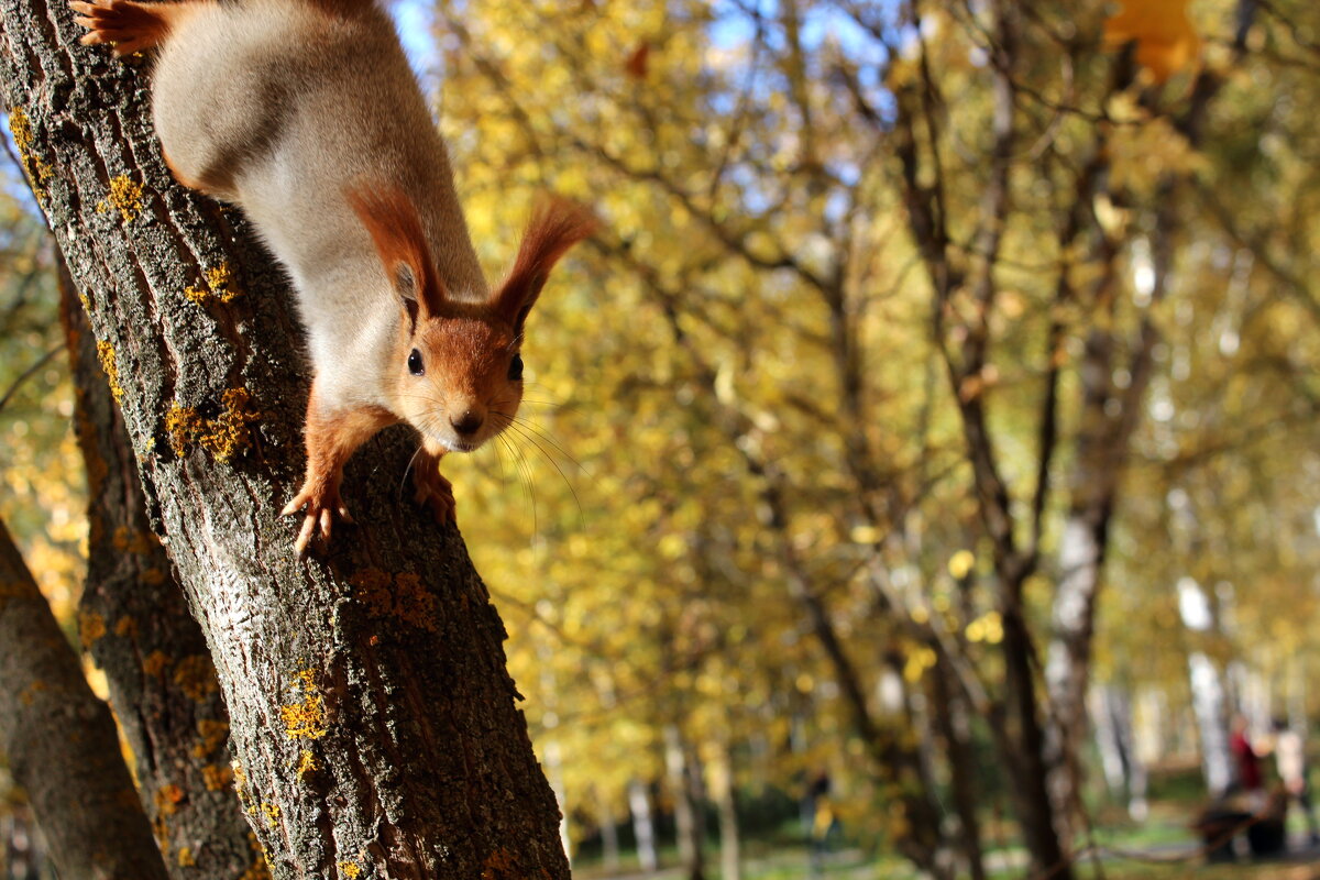 Доброго дня! - Марсель Валеев
