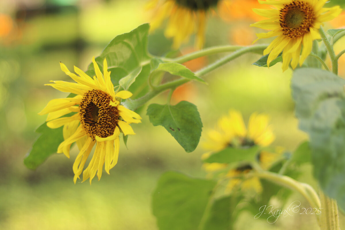 *** - Елена Kазак (selena1965)