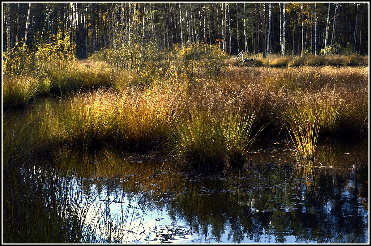 Осень на болоте... - Aleksandr Gal Осень на болоте... - Aleksandr Gal