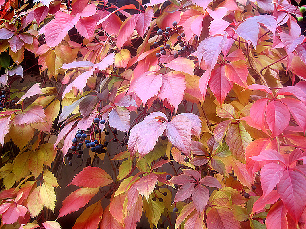 Краски осени - Елена Семигина