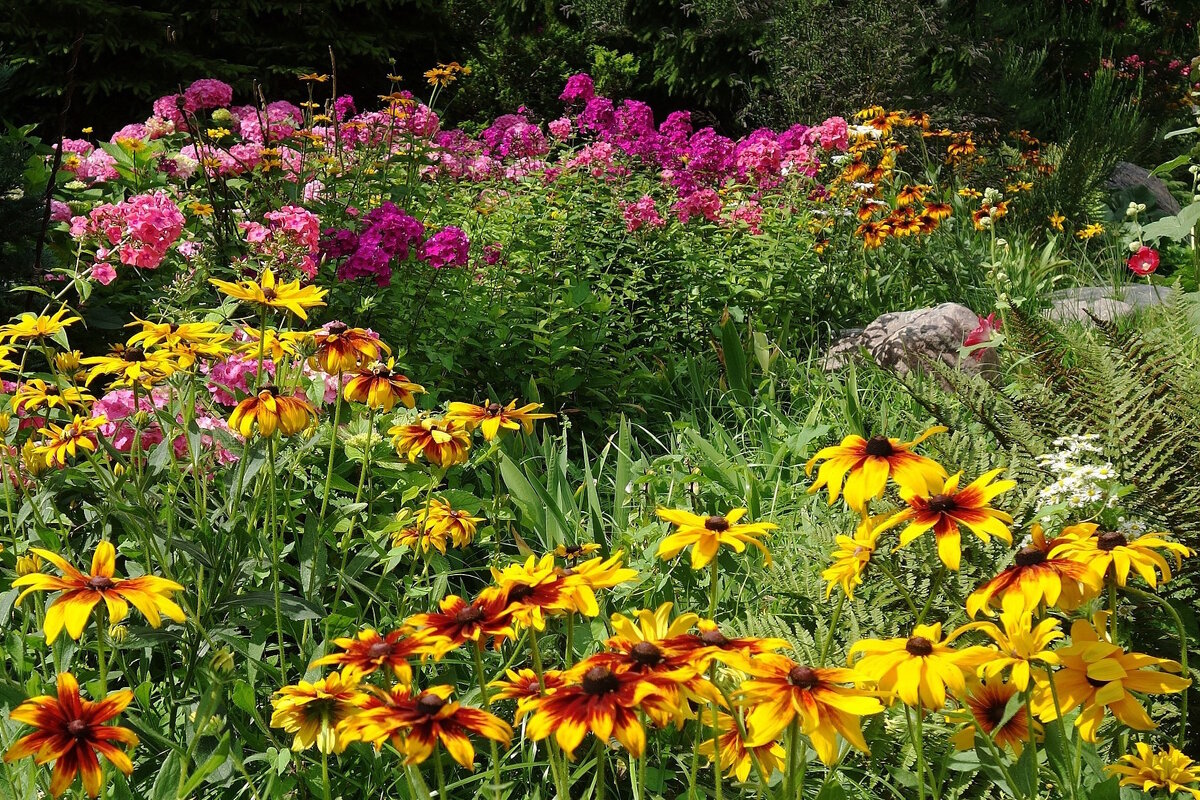Разноцветье - Рита Симонова