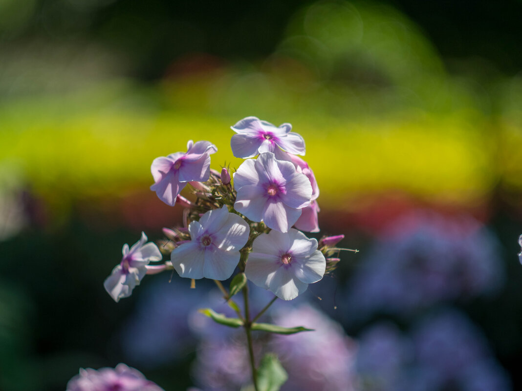 ___ - Yuriy V ___ - Yuriy V