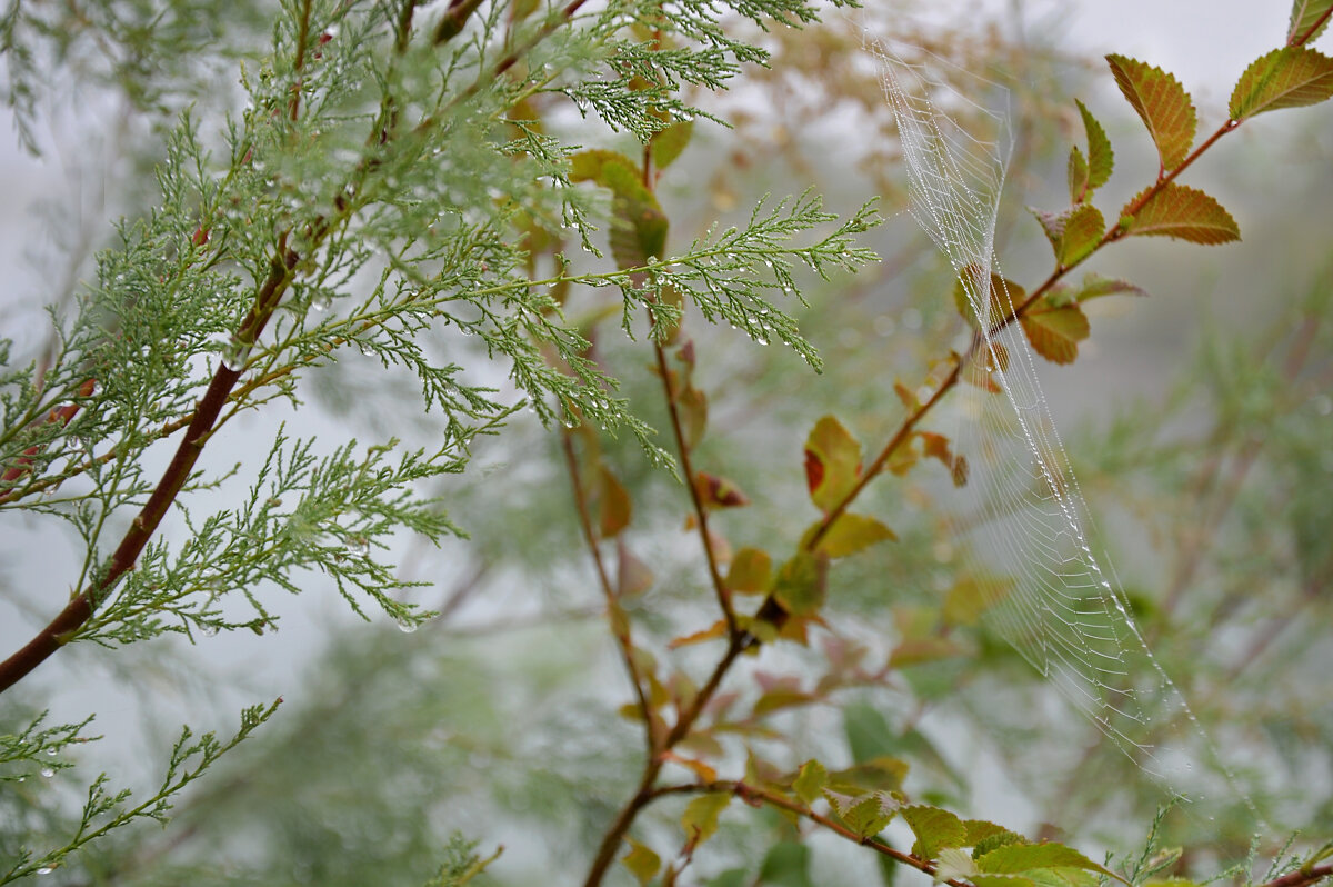 В плотном тумане....Осенний этюд - Надежда Куркина В плотном тумане....Осенний этюд - Надежда Куркина
