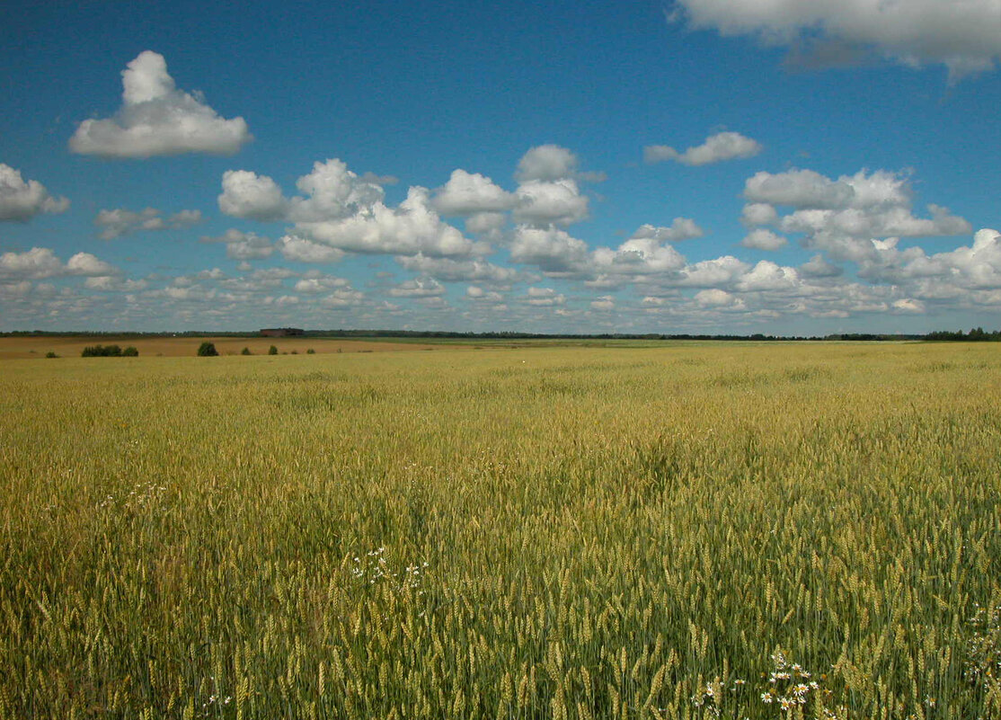 "Поле, русское по-о-ле..." - Наталья Лунева 