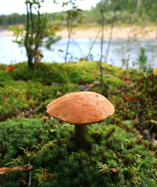 Грибная пора - Галина Ильясова Грибная пора - Галина Ильясова