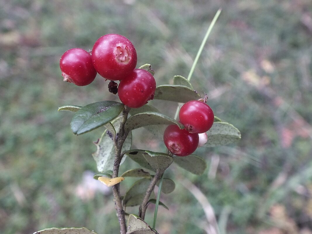 Брусника - Зоя Мишина Брусника - Зоя Мишина