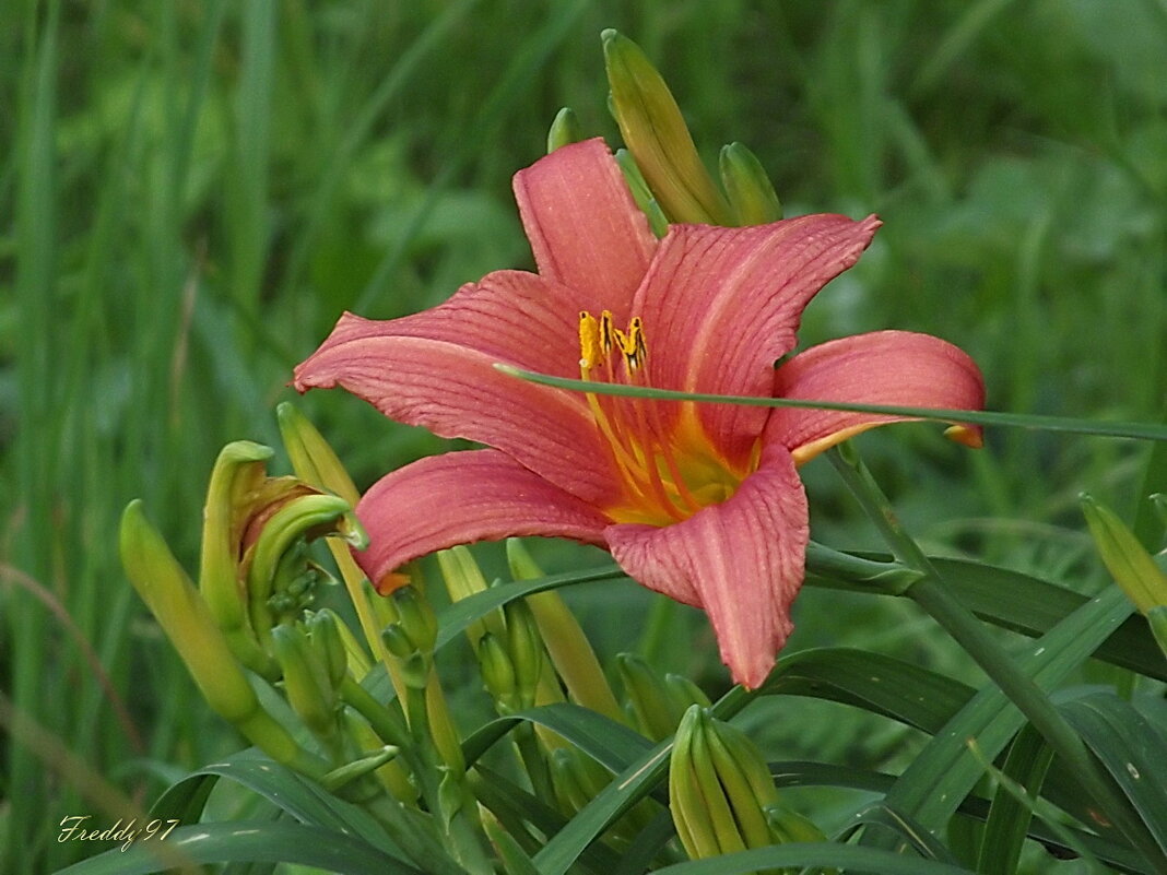 Лилейник - Freddy 97