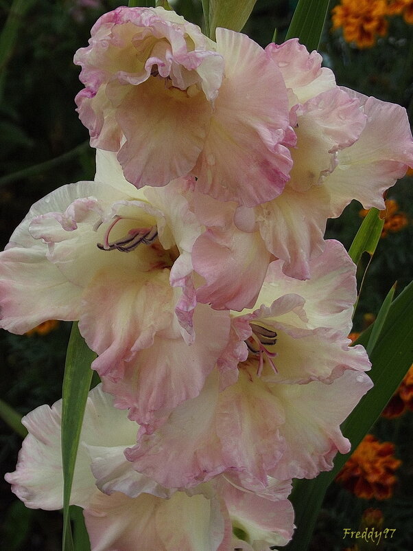 Гладиолус - Freddy 97