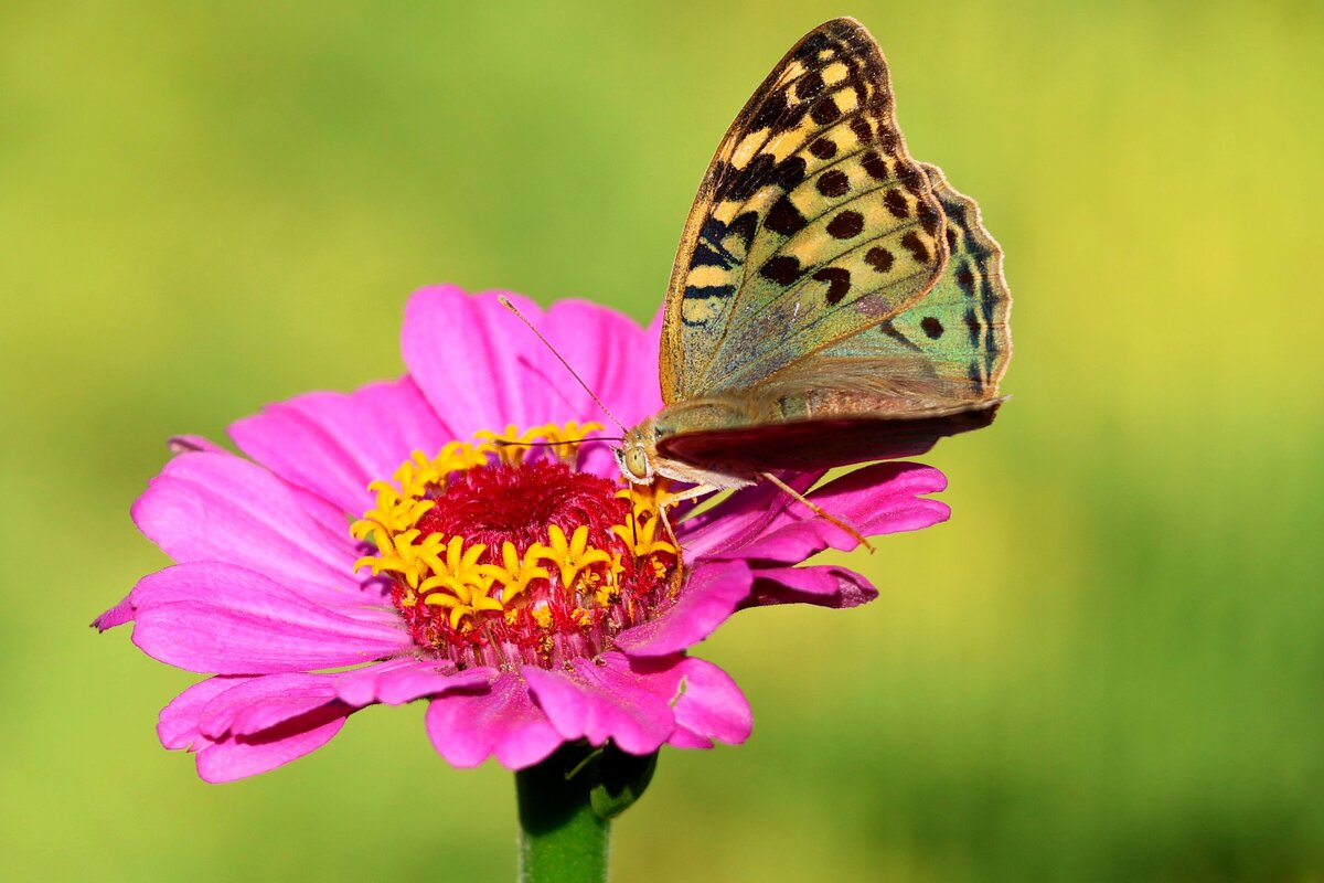 Осенние деньки - Светлана Тихонина Осенние деньки - Светлана Тихонина