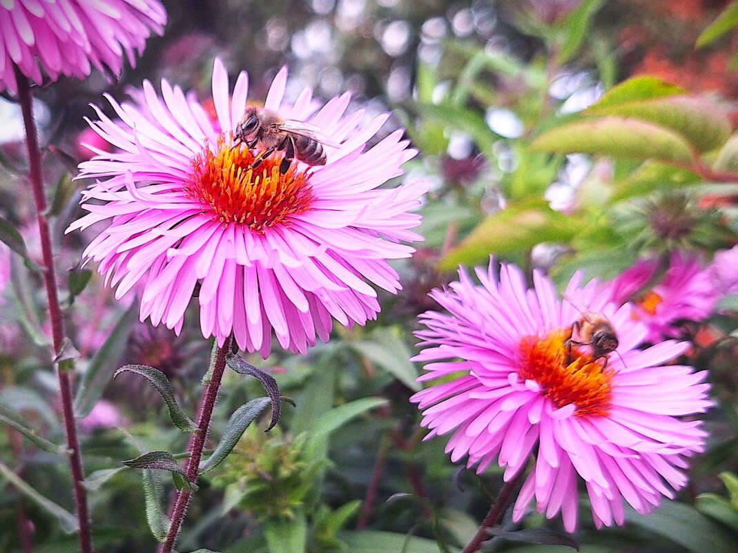 Цветы - Наталья 