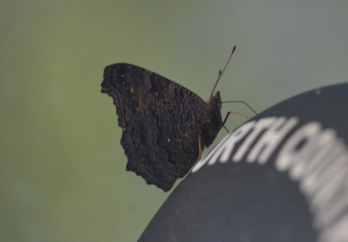 Приземлилась. - юрий Амосов Приземлилась. - юрий Амосов