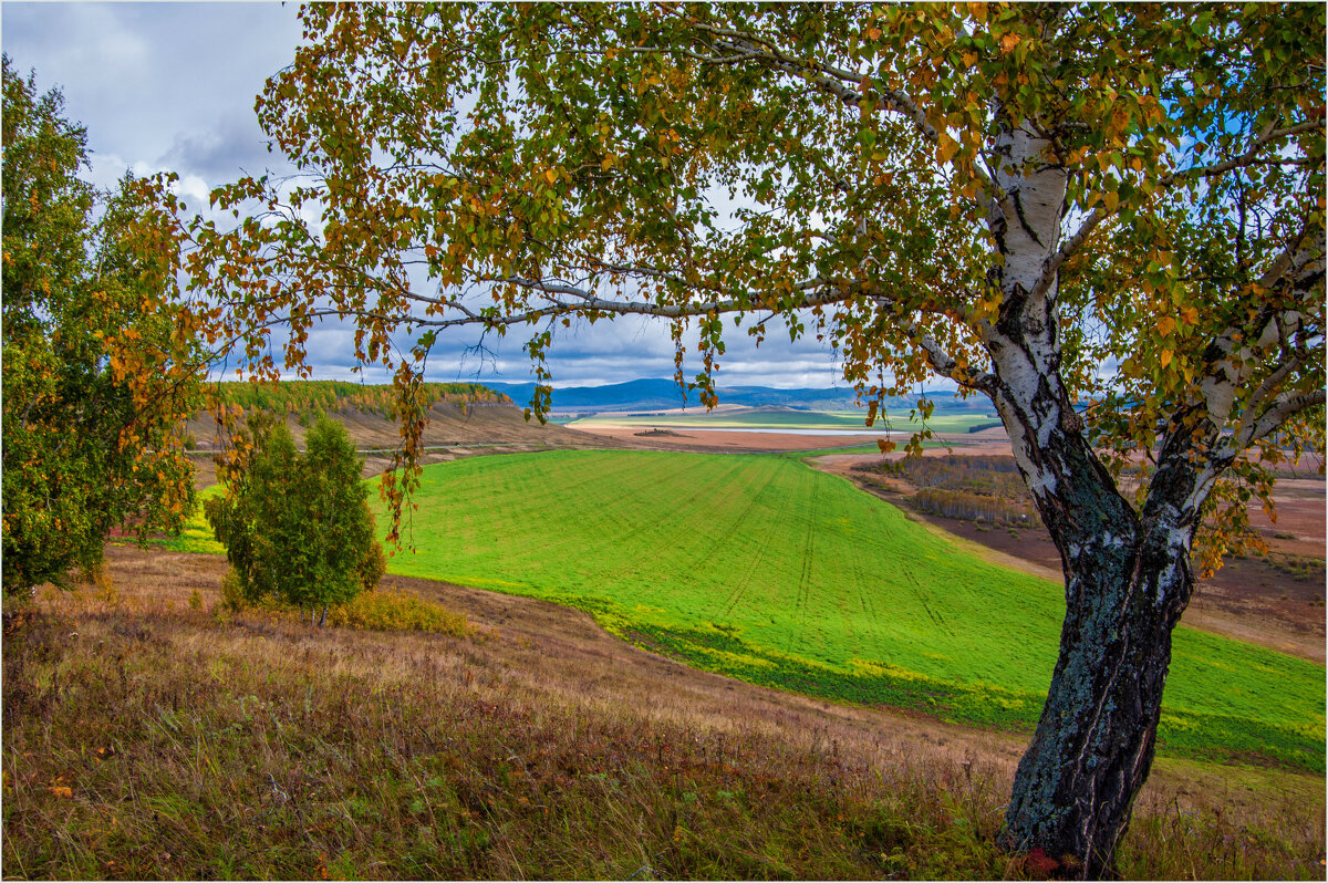**** - Алексей Мезенцев