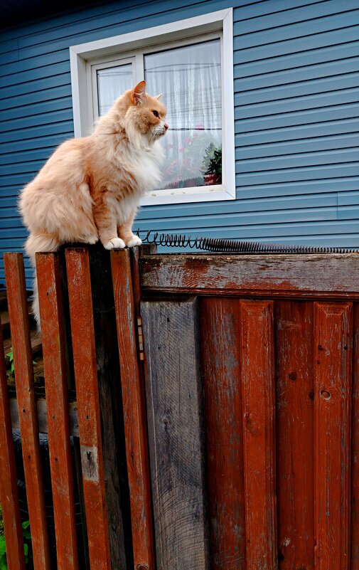 "Сфинкс" - Алексей Ильичёв