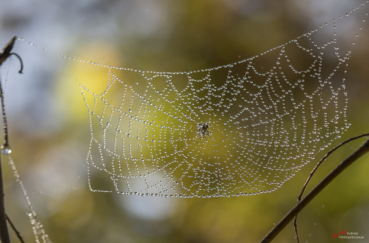 В росе... - Андрей Пристяжнюк