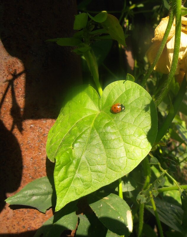 На осеннем солнышке - Наталья 