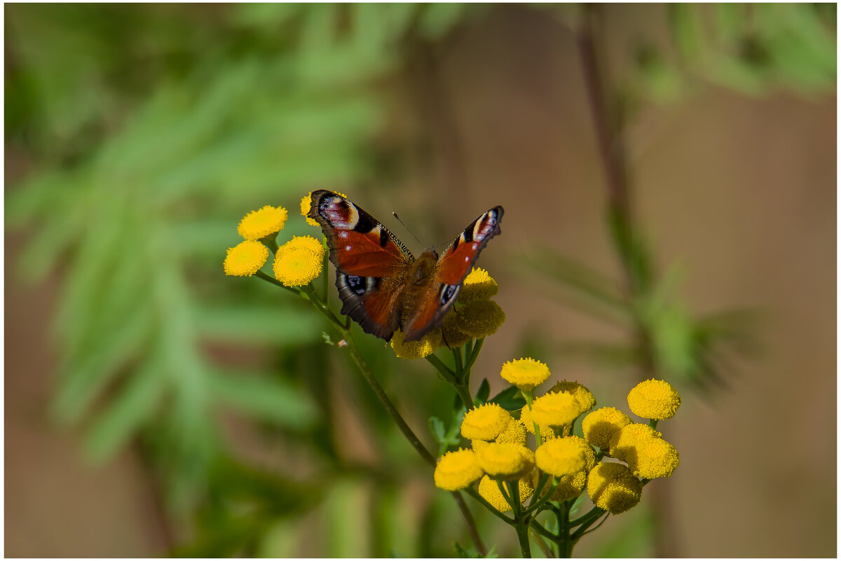 Последние теплые деньки... - Sergey (Apg)