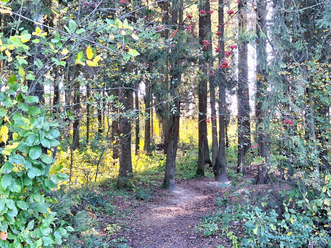 Лес - Наталья 