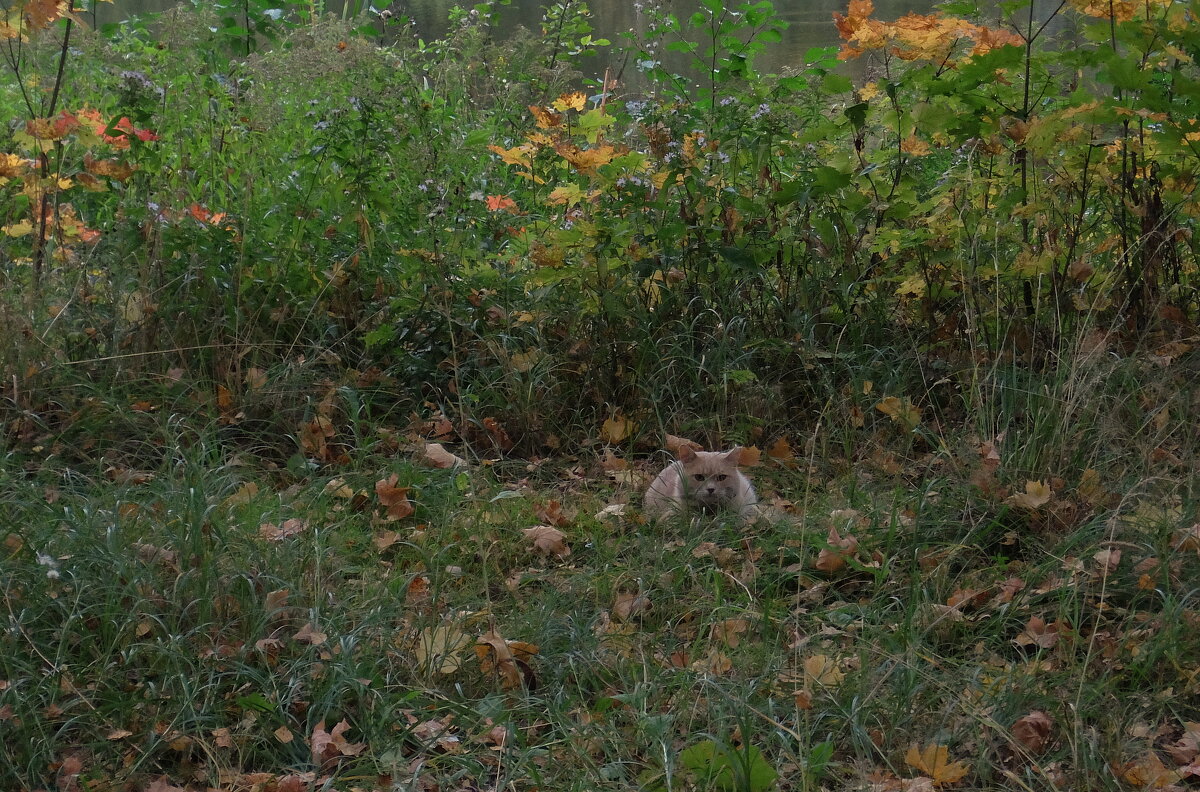 Замаскировался. - Люба 