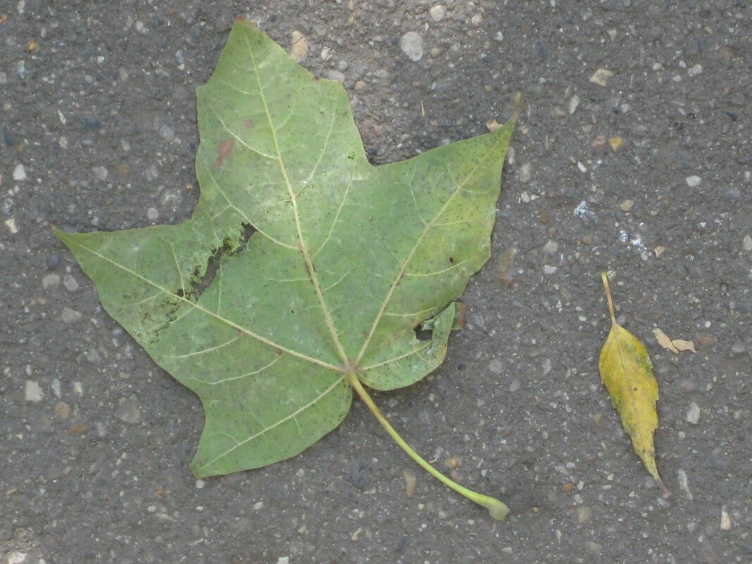 Кленовый листик - Дмитрий Никитин