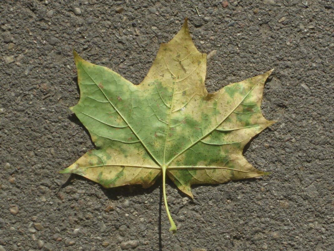 Кленовый листочек - Дмитрий Никитин