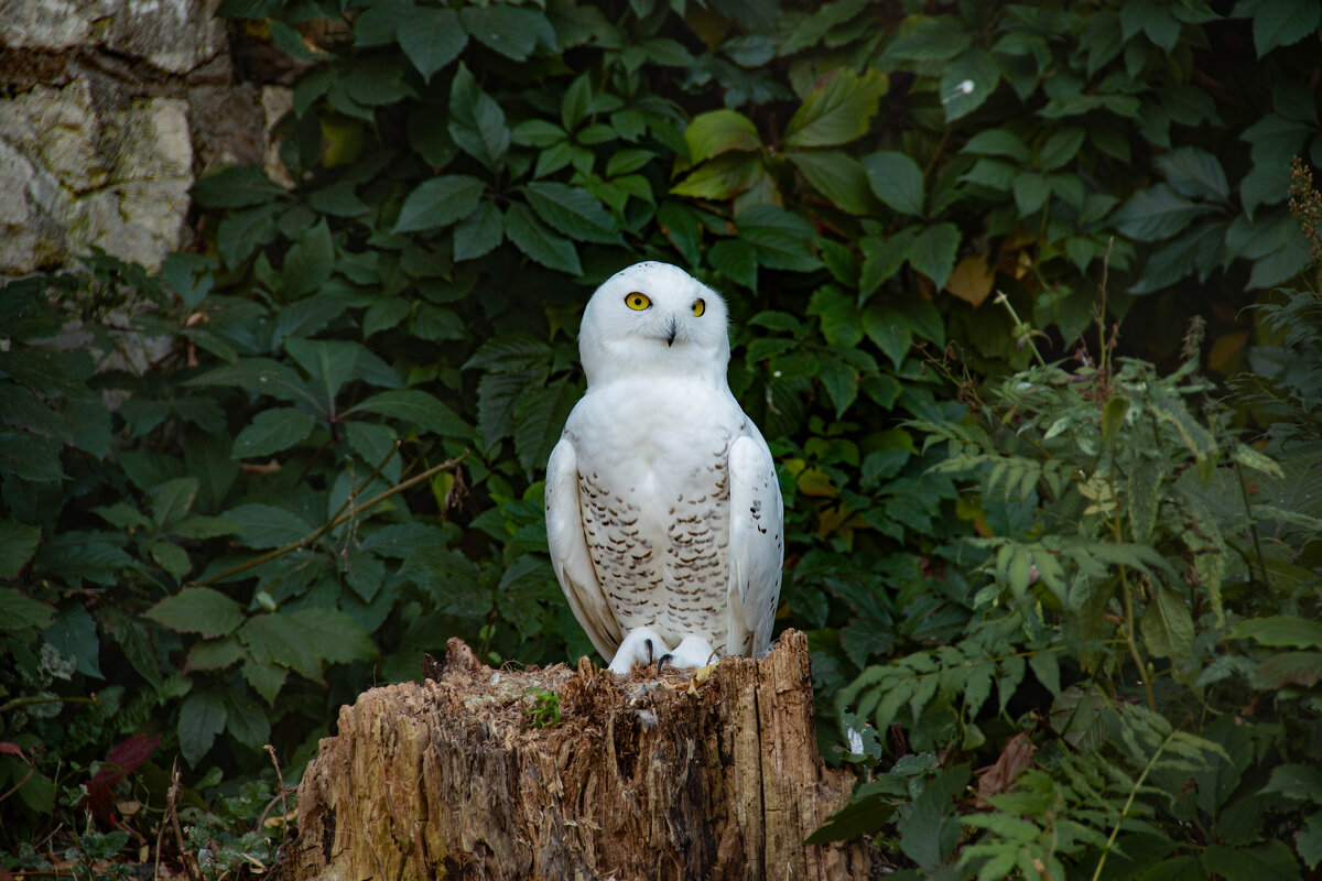 Полярная сова - Andrew 
