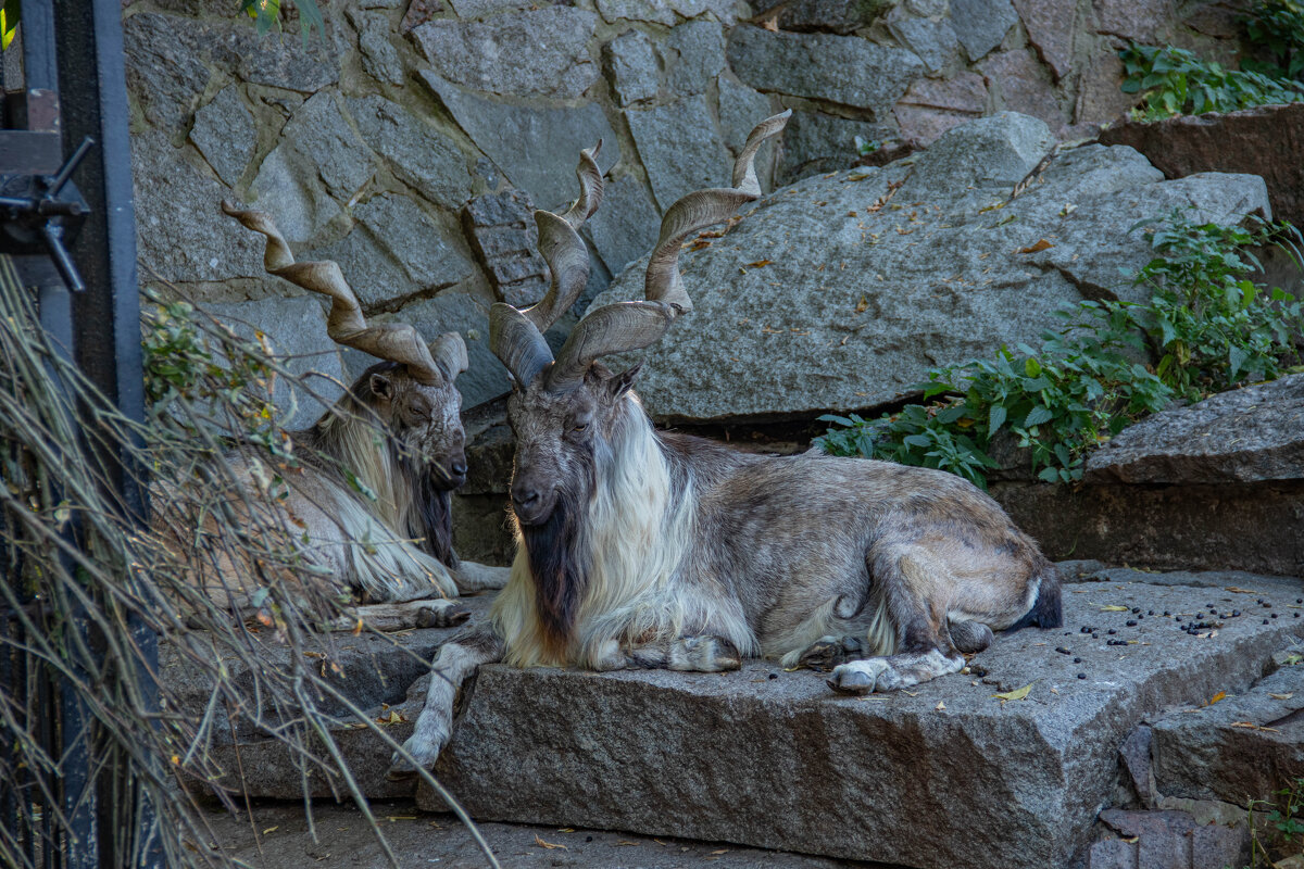 Винторогие козлы - Andrew 