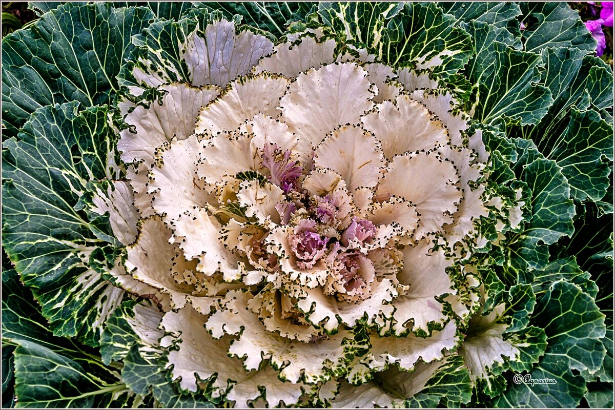 Про капусту... - Aquarius - Сергей