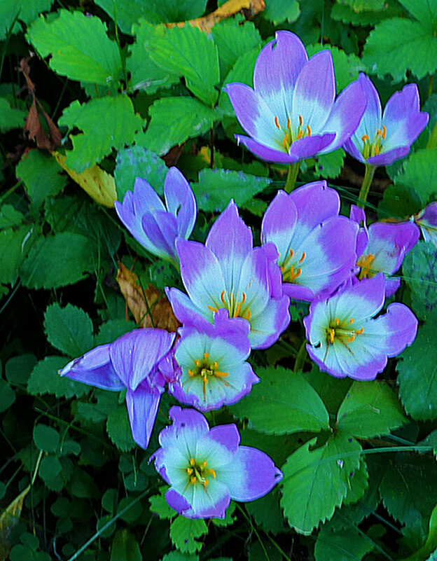 Сентябрь, безвременники - Светлана 