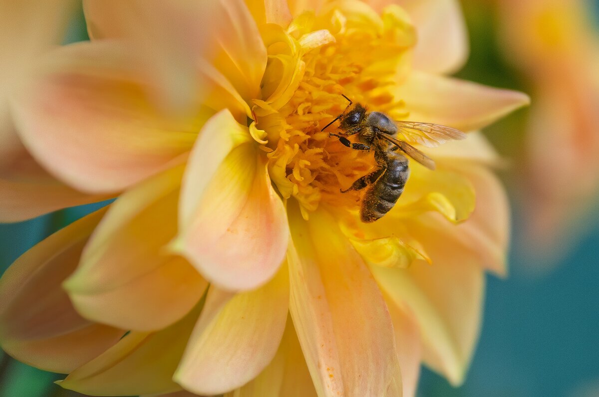 *** - Виктор Иванович Чернюк