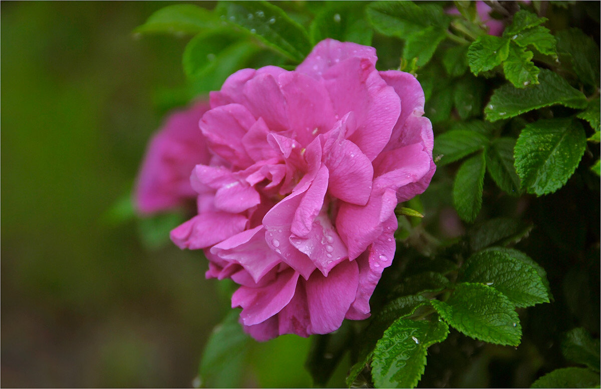 душистый шиповник.. - Ирина С