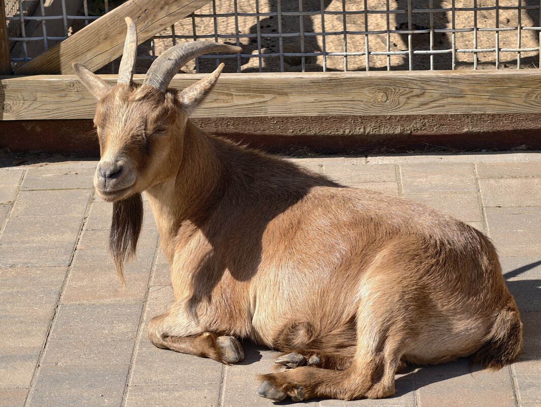 Камерунская коза - <<< Наташа >>> Камерунская коза - <<< Наташа >>>