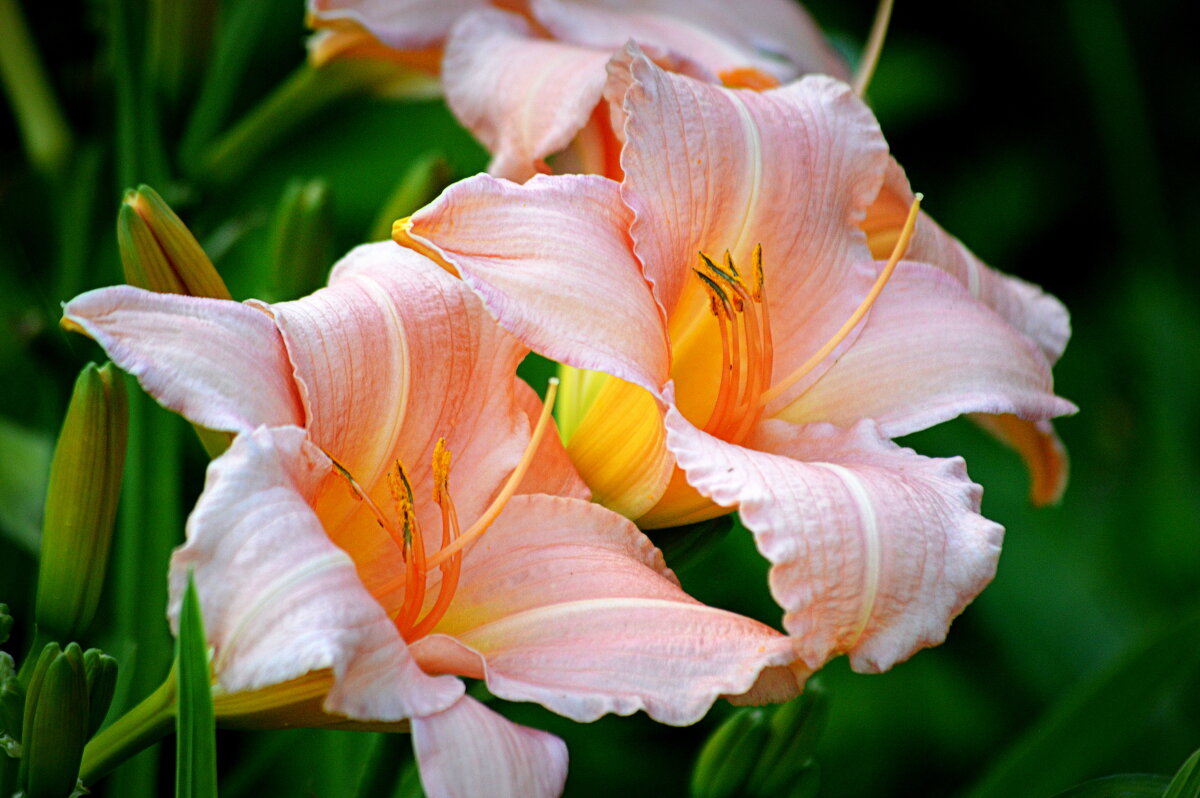 Лилейники моего сада - Татьяна Лютаева